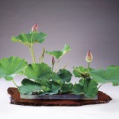 3 trường phái cắm hoa Ikebana hot nhất